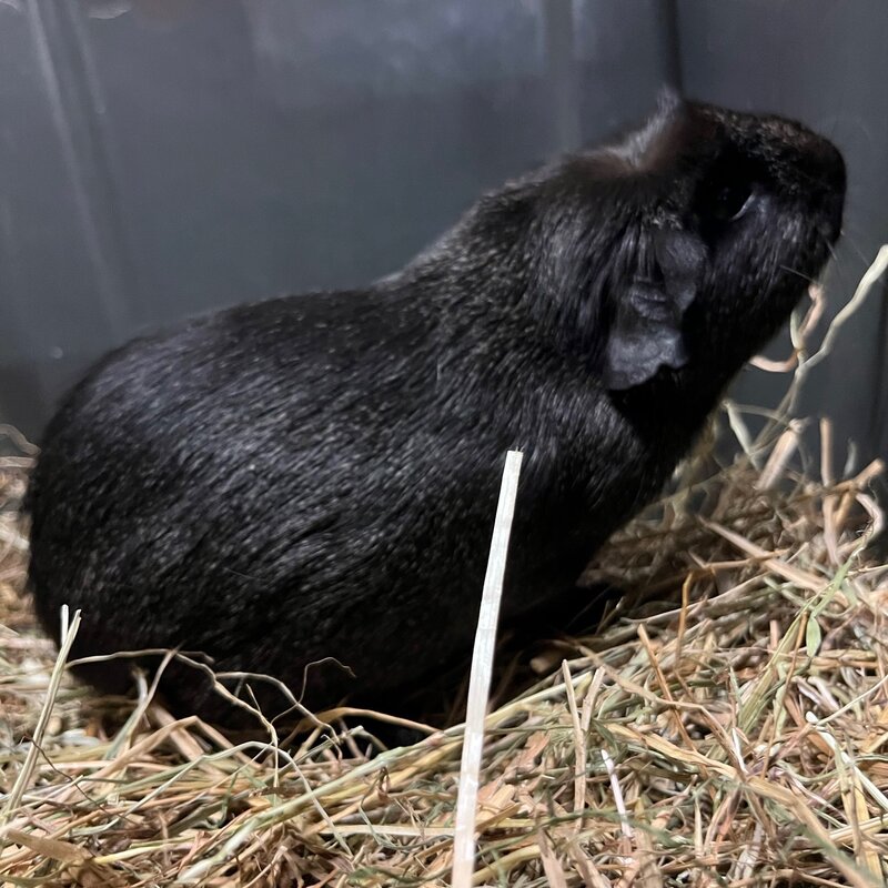 Barney's Barn Cavia Engels Gekruind 0016