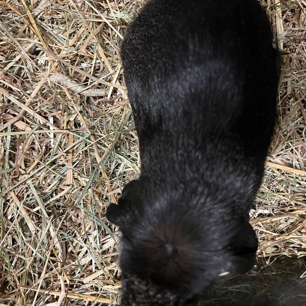 Barney's Barn Cavia Engels Gekruind 0016