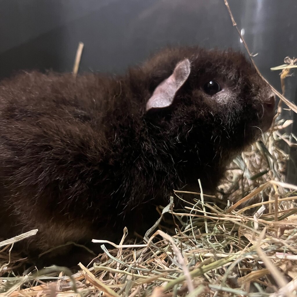 Barney's Barn Cavia US-Teddy man 0018