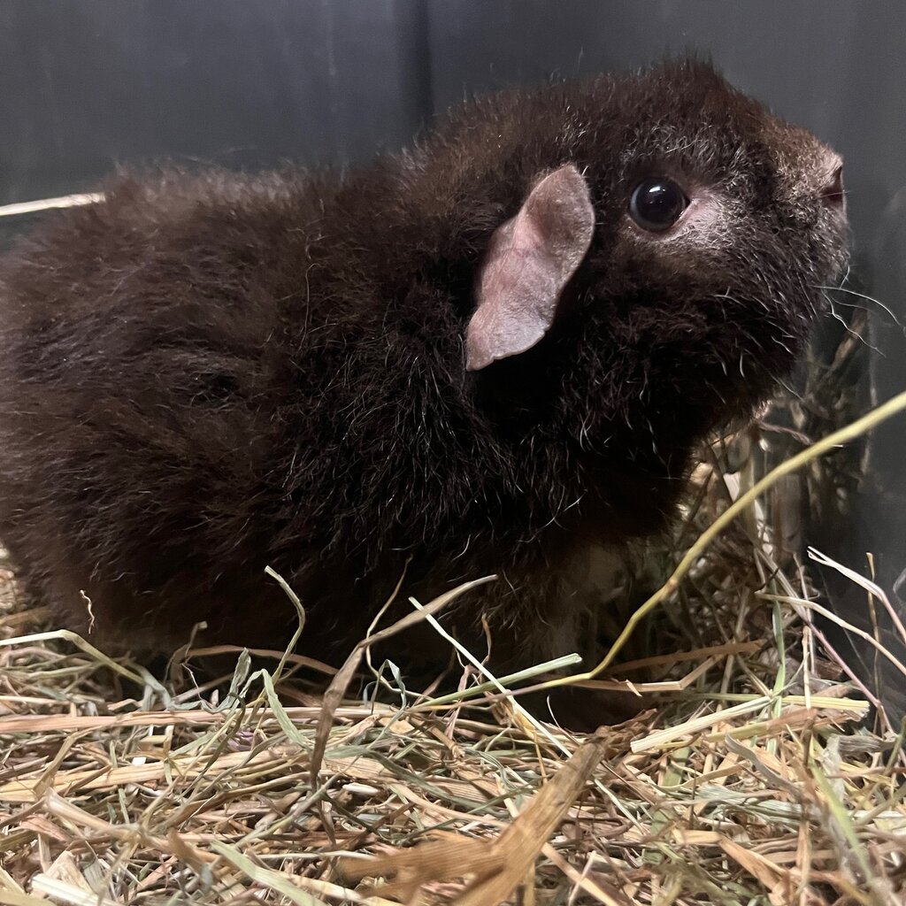 Barney's Barn Cavia US-Teddy man 0018