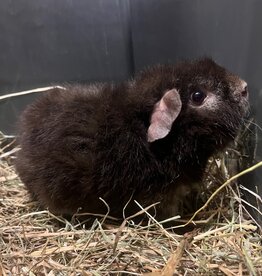 Barney's Barn Cavia US-Teddy man 0018