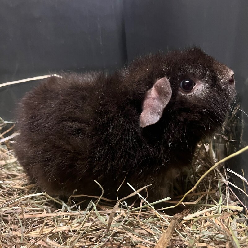 Barney's Barn Cavia US-Teddy man 0018
