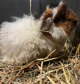 Barney's Barn Cavia Merino man 0019