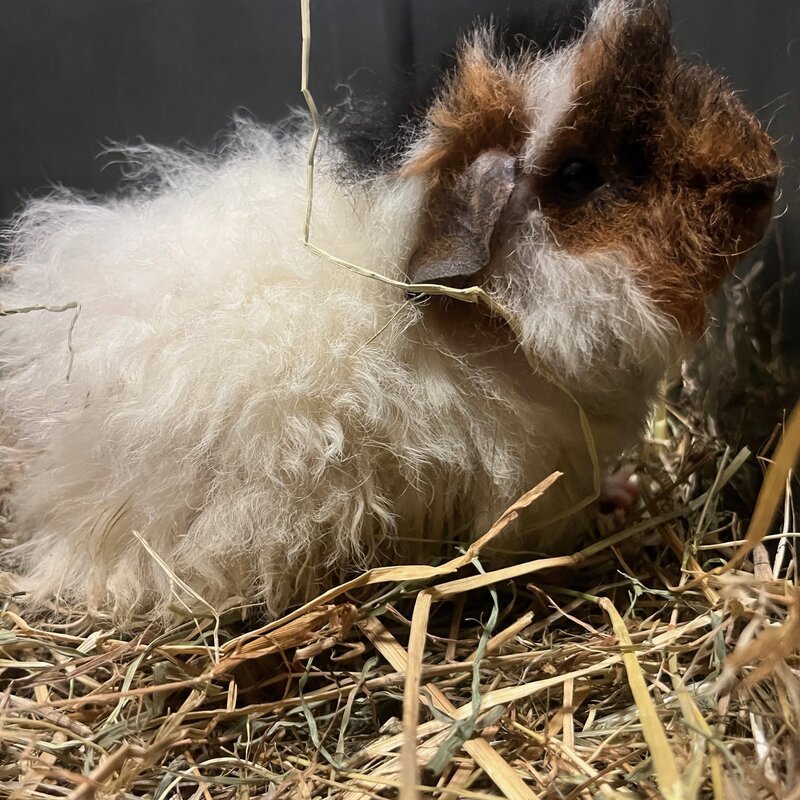 Barney's Barn Cavia Merino man 0019