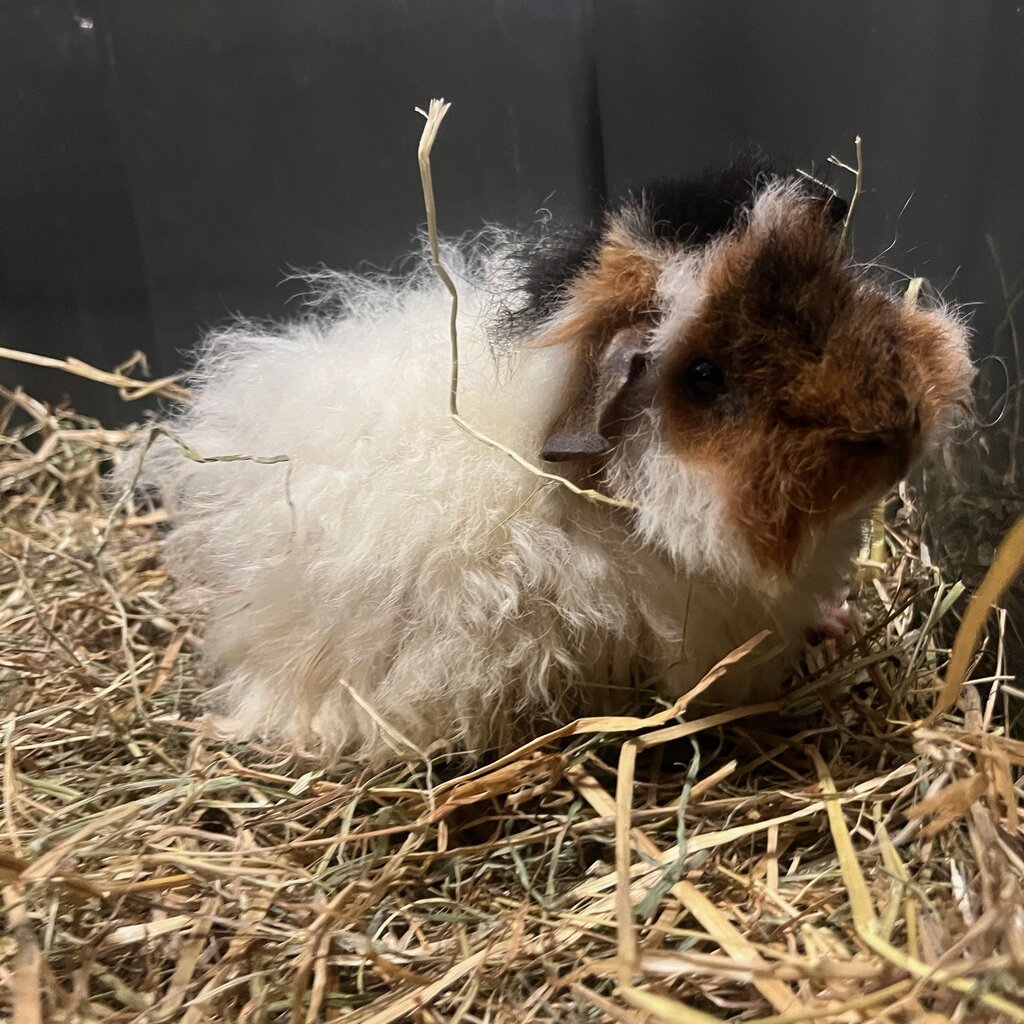 Barney's Barn Cavia Merino man 0019
