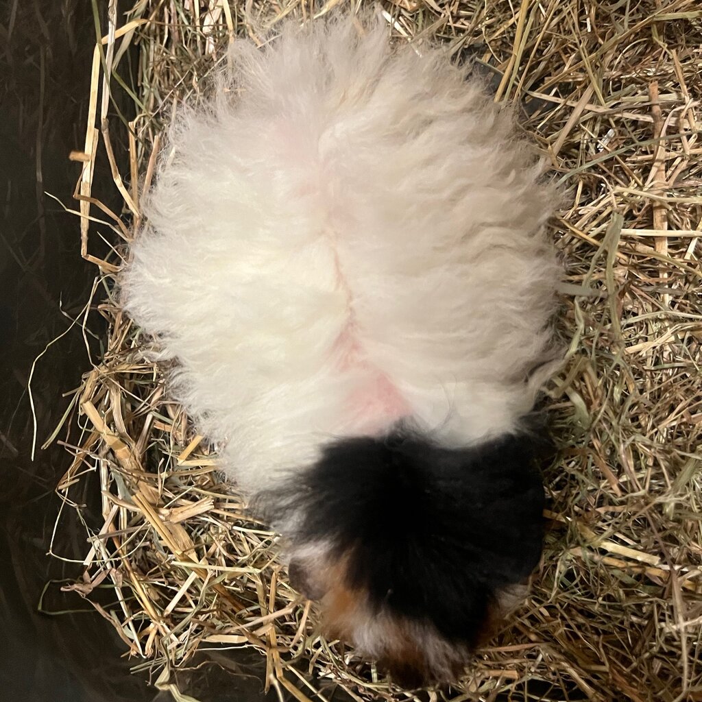 Barney's Barn Cavia Merino man 0019