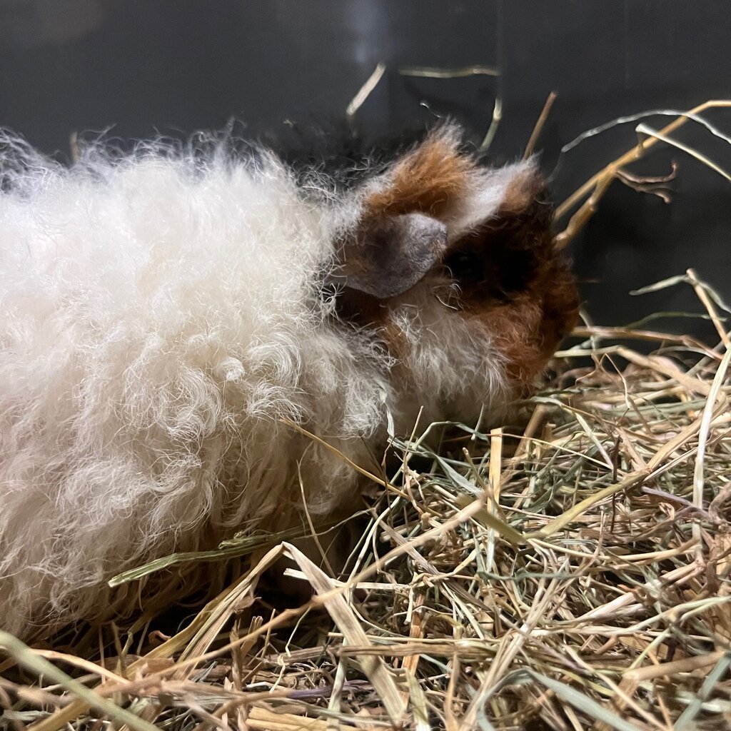 Barney's Barn Cavia Merino man 0019
