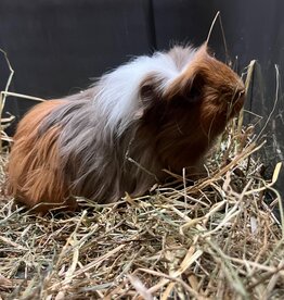 Barney's Barn Cavia Coronet vrouw 0020