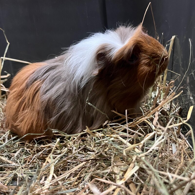 Barney's Barn Cavia Coronet vrouw 0020
