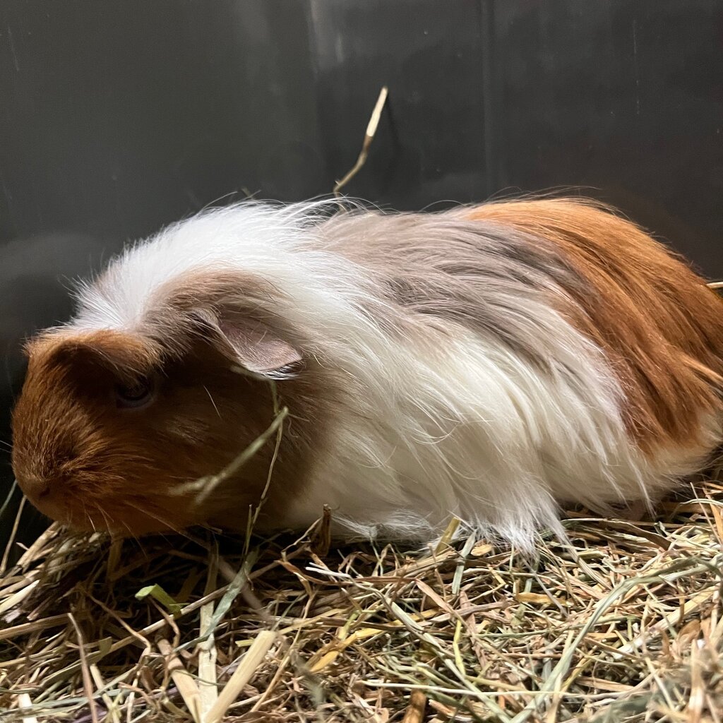 Barney's Barn Cavia Coronet vrouw 0020