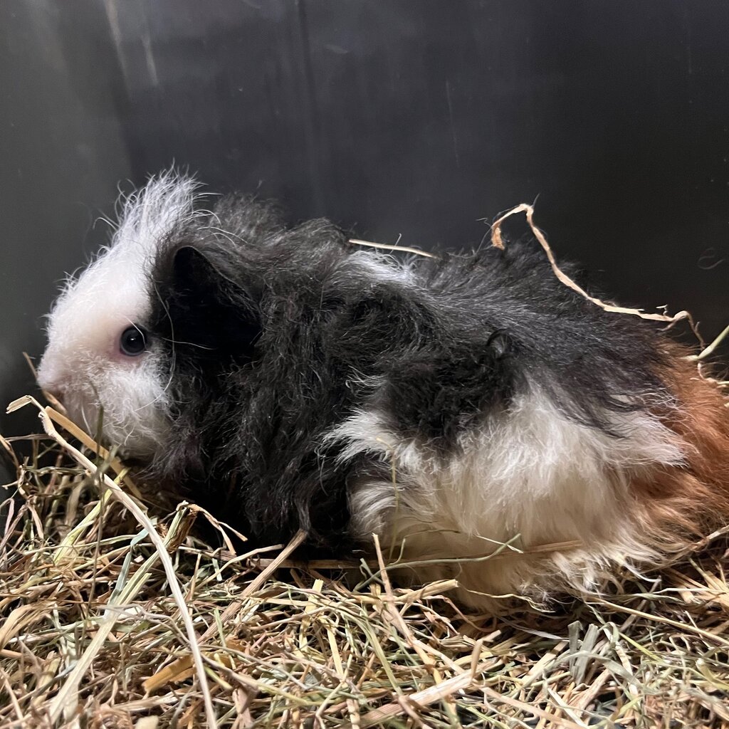 Barney's Barn Cavia Texel vrouw 0021