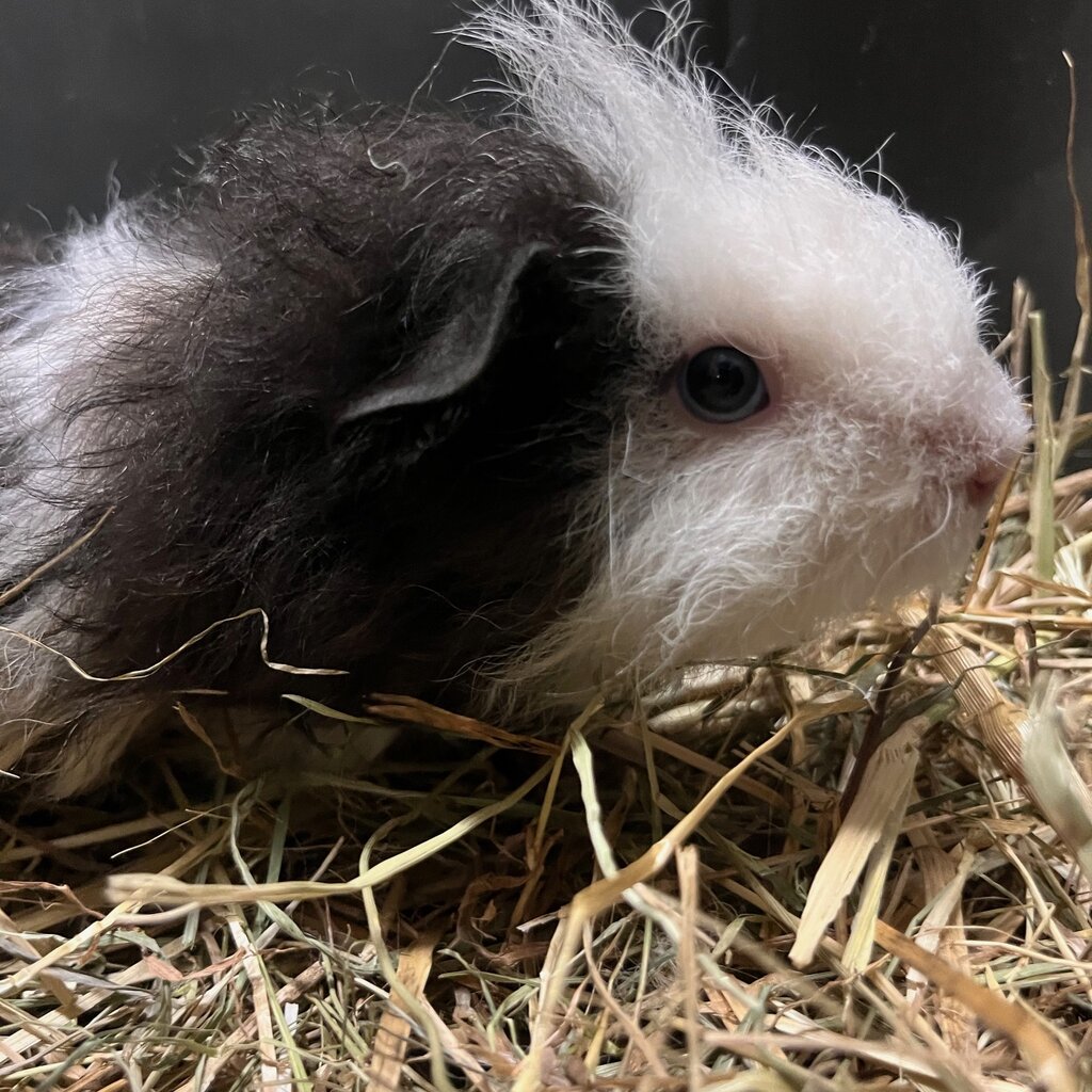 Barney's Barn Cavia Texel vrouw 0021