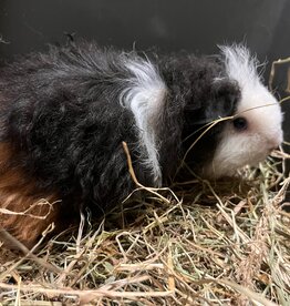 Barney's Barn Cavia Texel vrouw 0021