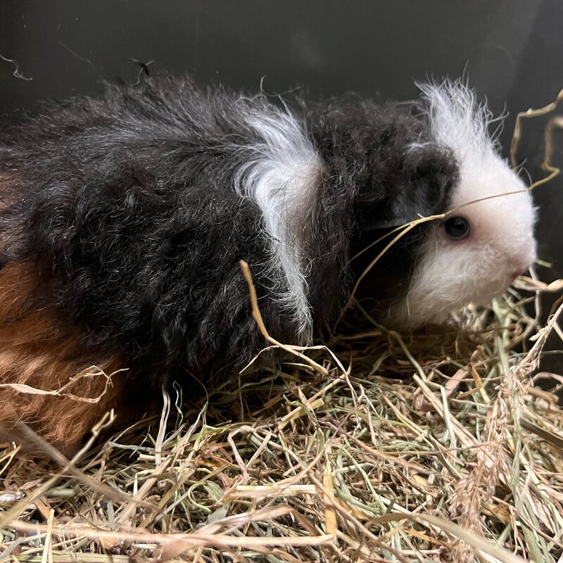 Barney's Barn Cavia Texel vrouw 0021