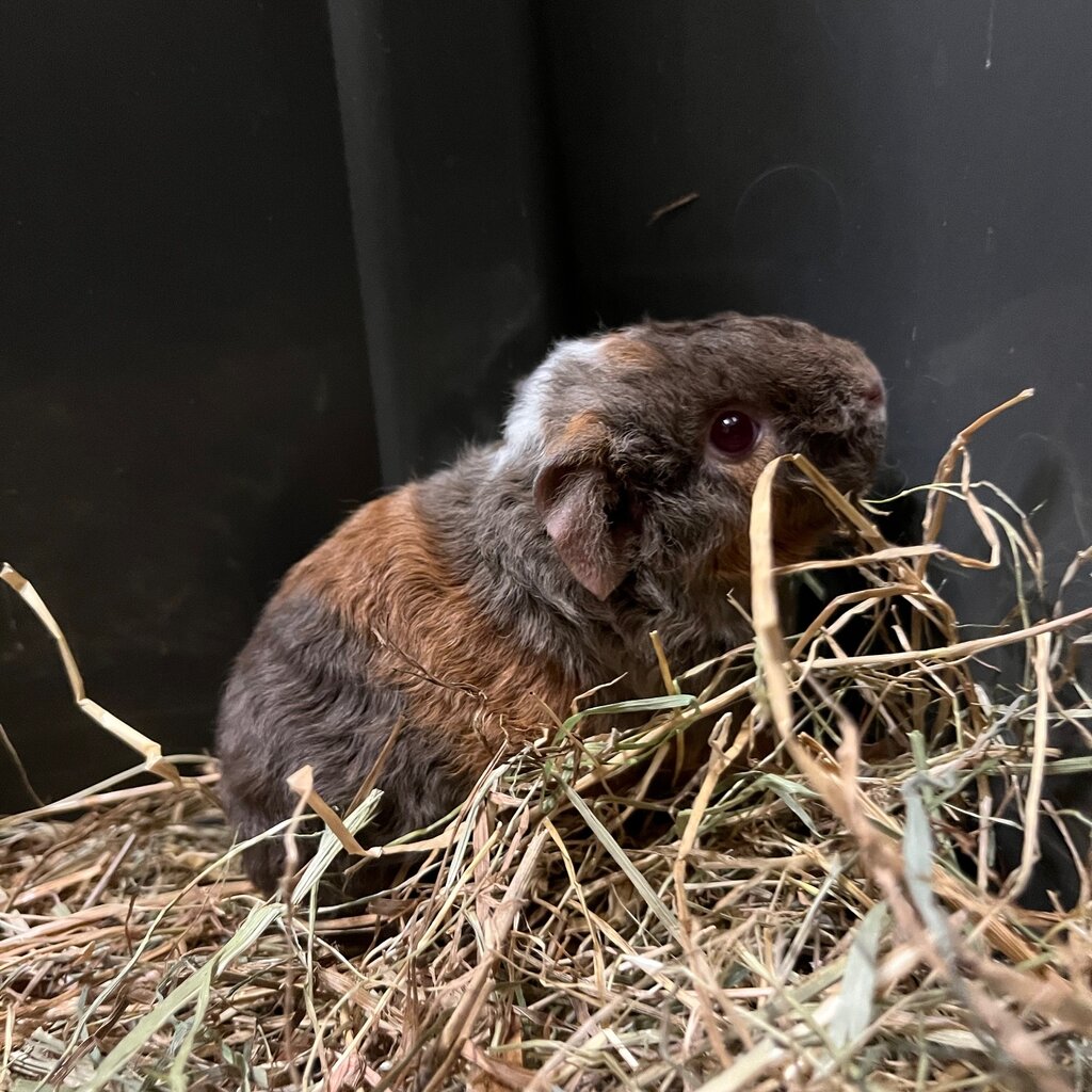 Barney's Barn Cavia US-Teddy man 0022