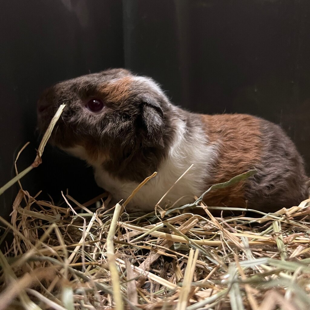 Barney's Barn Cavia US-Teddy man 0022