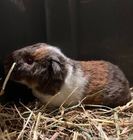 Barney's Barn Cavia US-Teddy man 0022