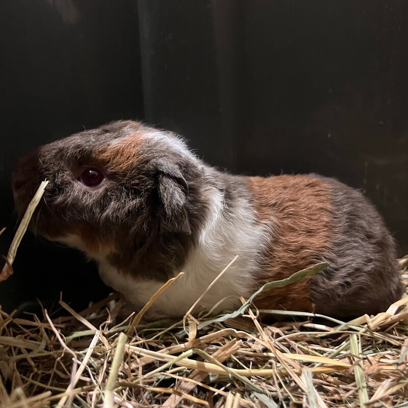 Barney's Barn Cavia US-Teddy man 0022