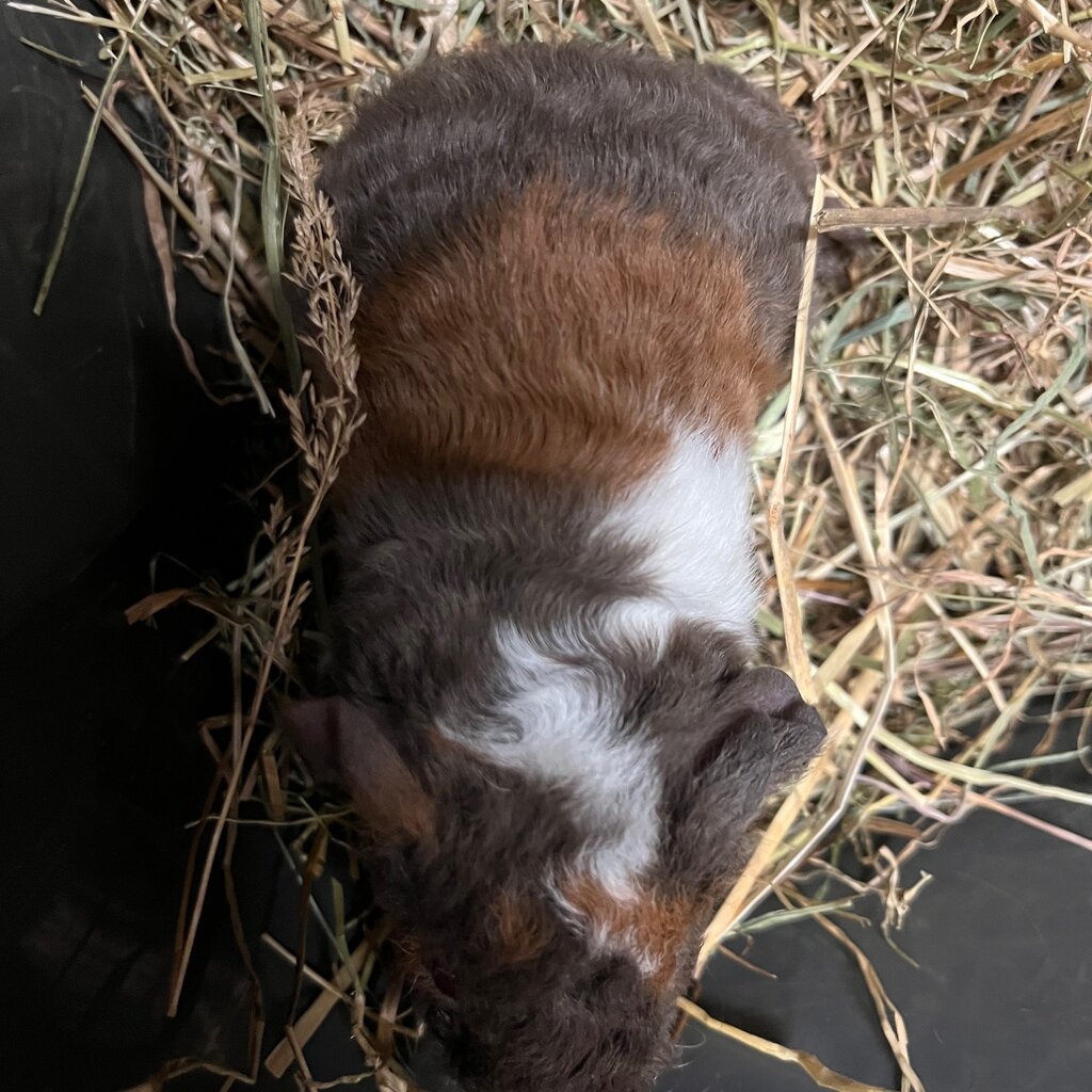 Barney's Barn Cavia US-Teddy man 0022