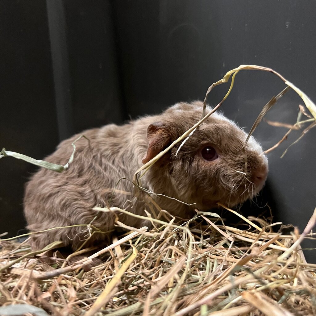 Barney's Barn Cavia US-Teddy vrouw 0023