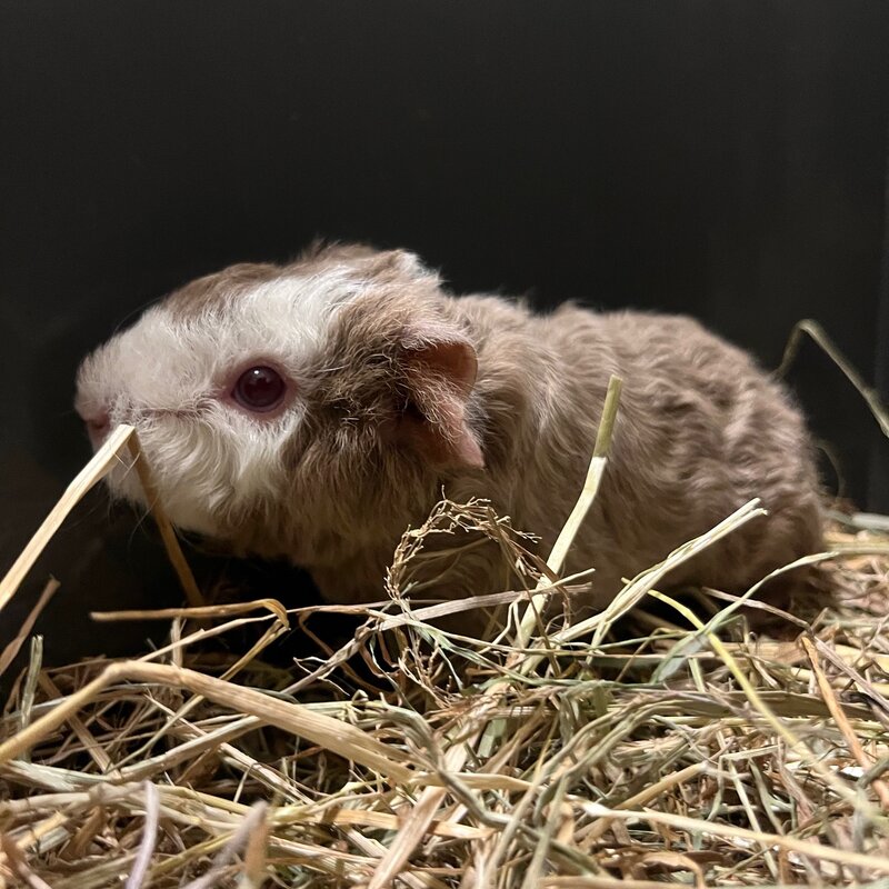 Barney's Barn Cavia US-Teddy vrouw 0023