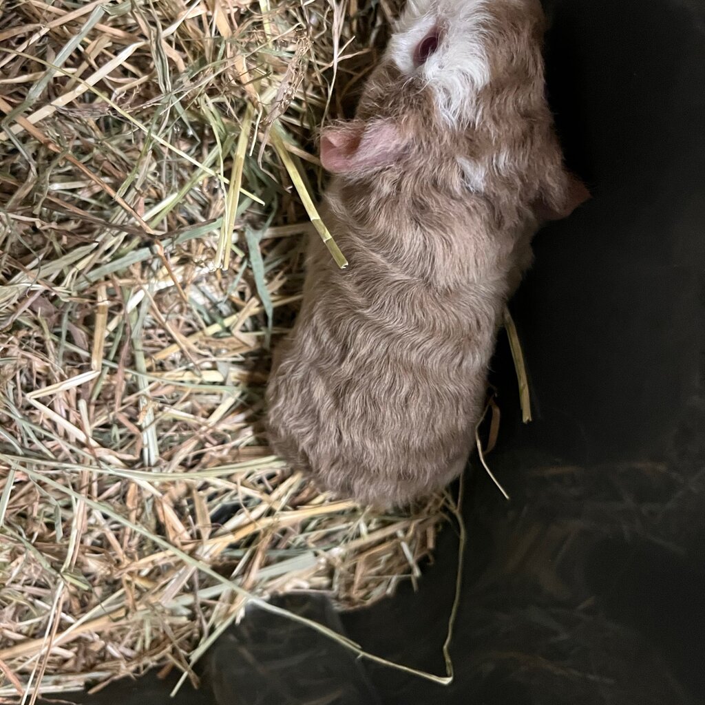Barney's Barn Cavia US-Teddy vrouw 0023