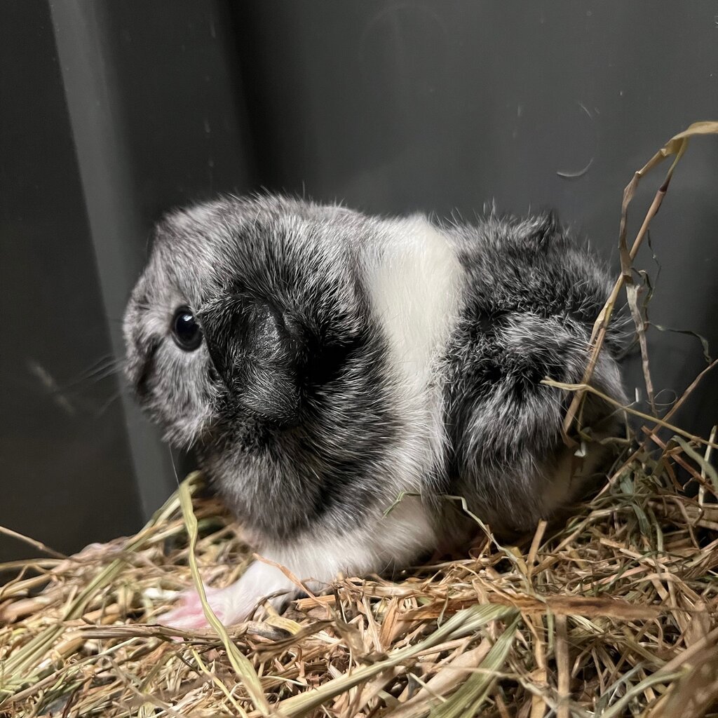 Barney's Barn Cavia Borstel man 0024