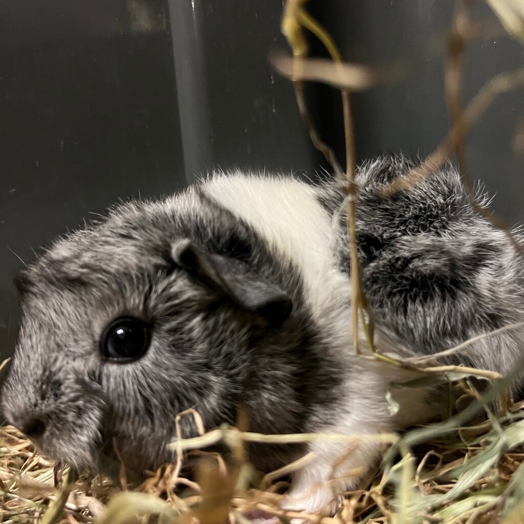 Barney's Barn Cavia Borstel man 0024