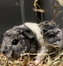 Barney's Barn Cavia Borstel man 0024