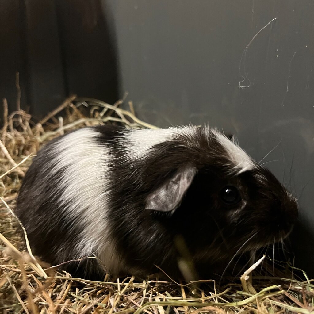 Barney's Barn Cavia Gladhaar vrouw 0025
