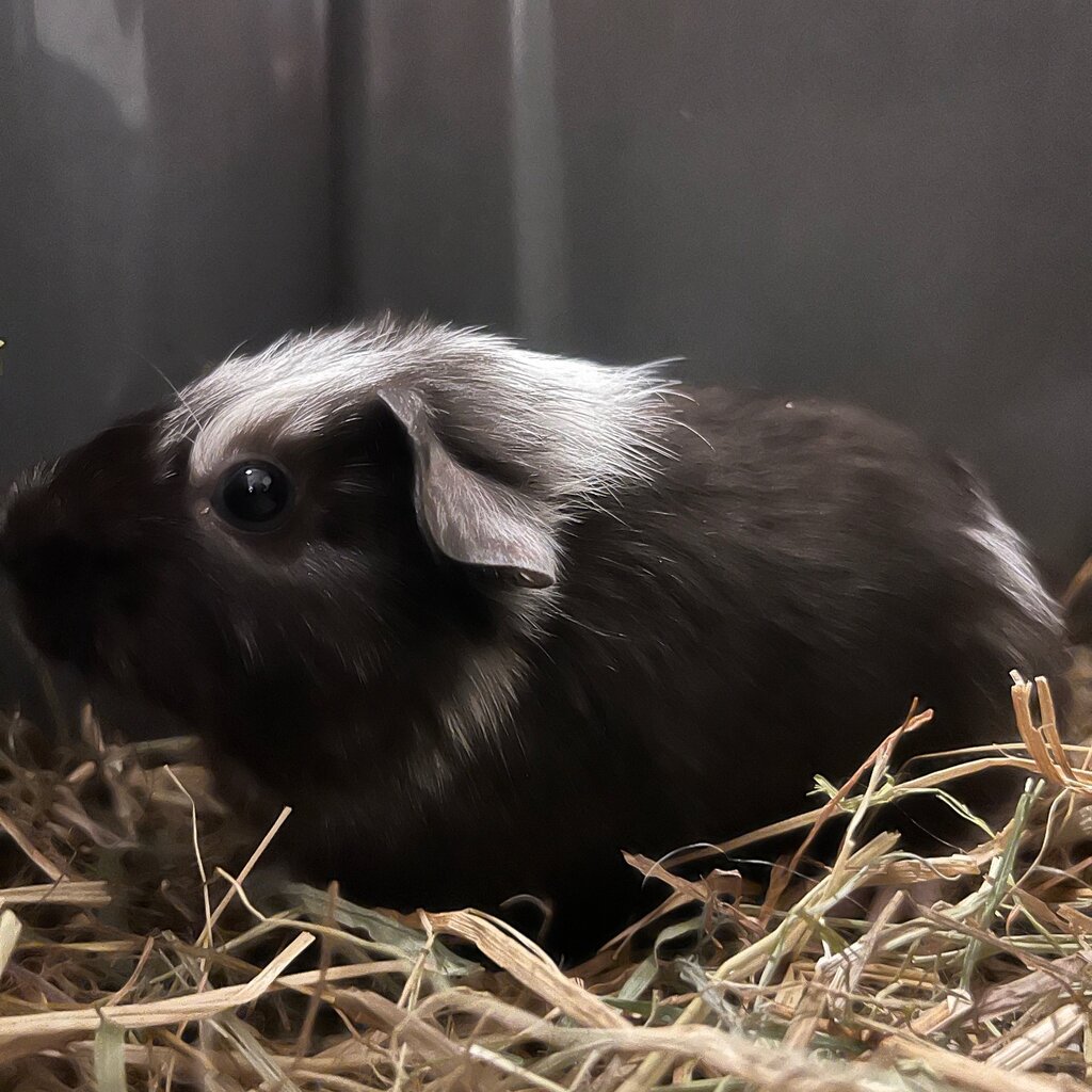Barney's Barn Cavia Gladhaar vrouw 0025