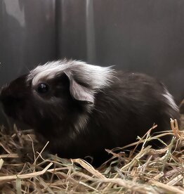 Barney's Barn Cavia Gladhaar vrouw 0025