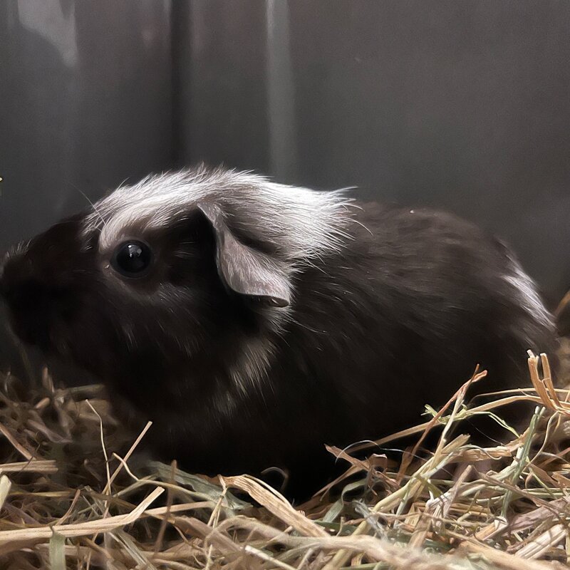 Barney's Barn Cavia Gladhaar vrouw 0025