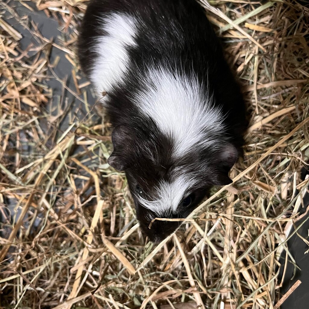Barney's Barn Cavia Gladhaar vrouw 0025