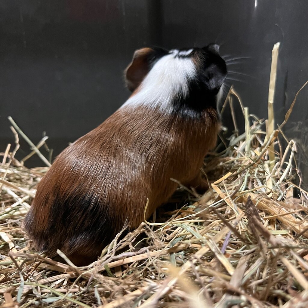 Barney's Barn Cavia Gladhaar vrouw 0031
