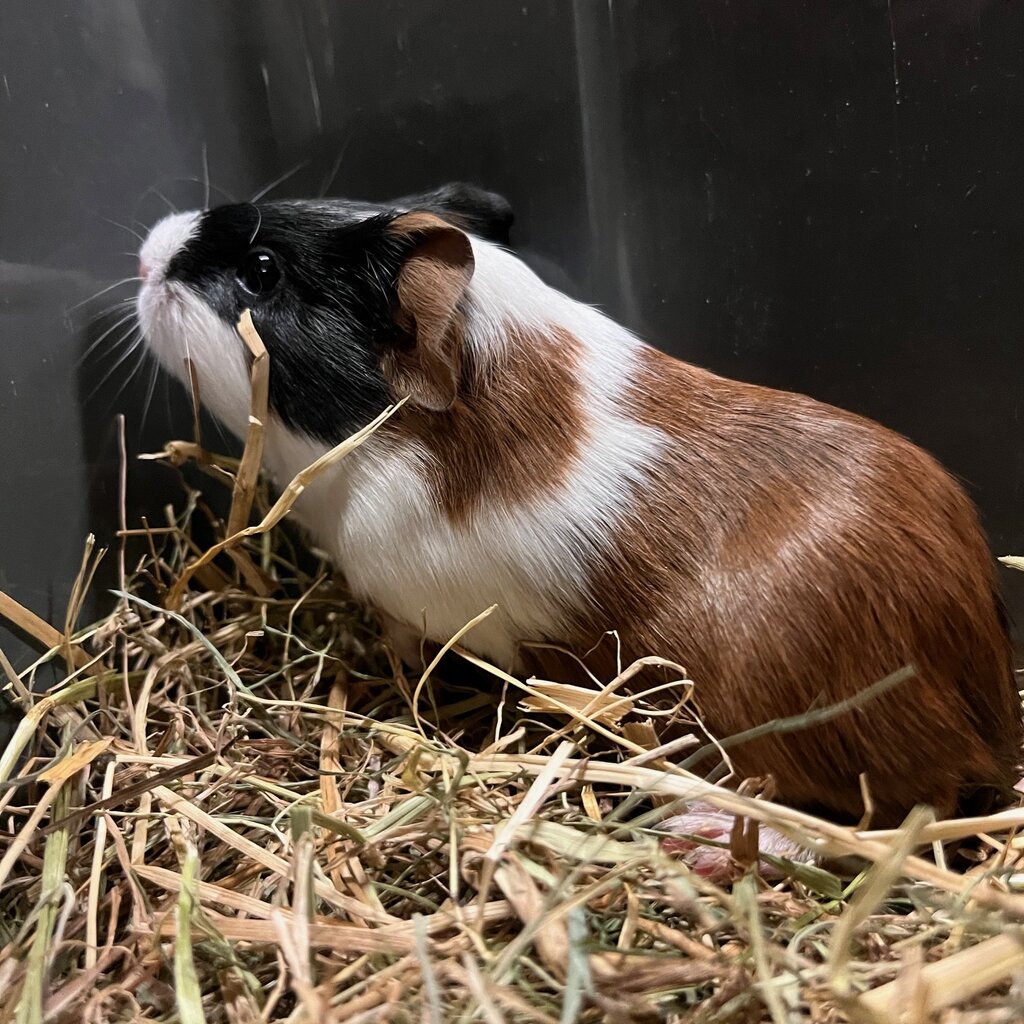 Barney's Barn Cavia Gladhaar vrouw 0031