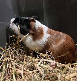 Barney's Barn Cavia Gladhaar vrouw 0031