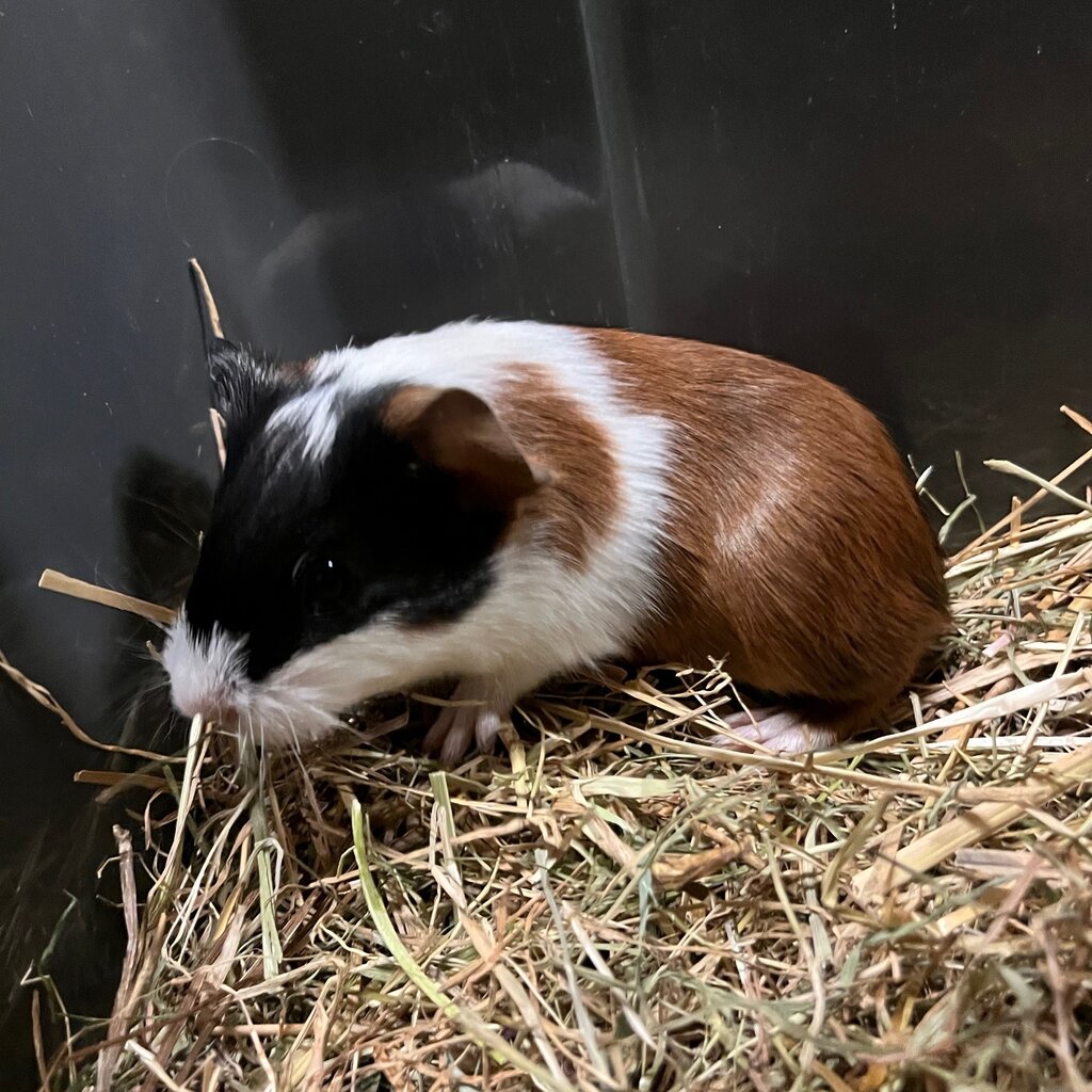 Barney's Barn Cavia Gladhaar vrouw 0031
