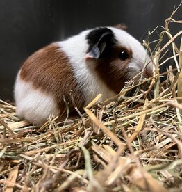 Barney's Barn Cavia Gladhaar vrouw 0026
