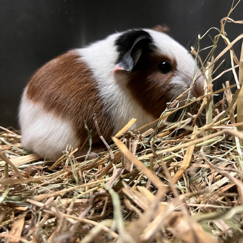 Barney's Barn Cavia Gladhaar vrouw 0026