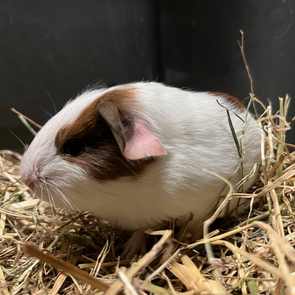 Barney's Barn Cavia Gladhaar vrouw 0026