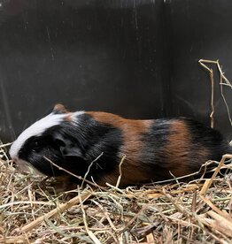 Barney's Barn Cavia Gladhaar man 0028