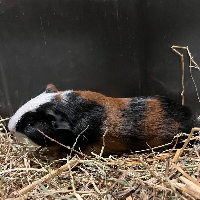 Barney's Barn Cavia Gladhaar man 0028