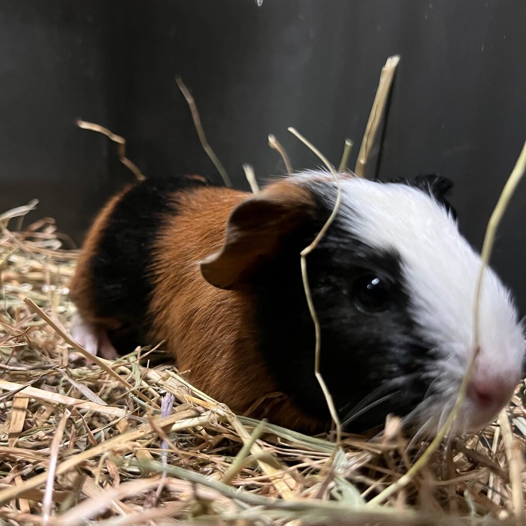 Barney's Barn Cavia Gladhaar man 0028