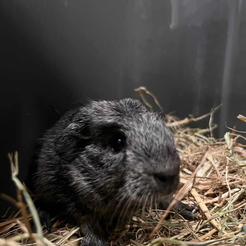 Barney's Barn Cavia engels gekruind Zilver Agouti 0029