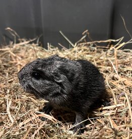 Barney's Barn Cavia engels gekruind Zilver Agouti 0029