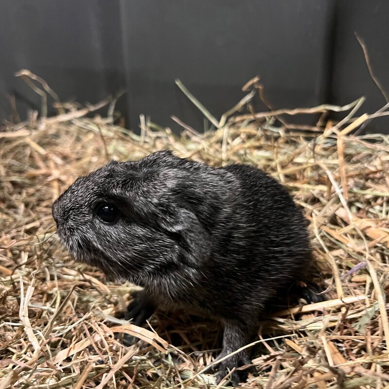 Barney's Barn Cavia engels gekruind Zilver Agouti 0029