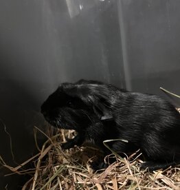 Barney's Barn Cavia engels gekruind Solid agouti 0030
