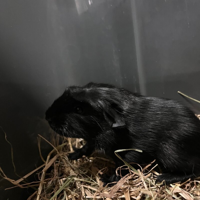 Barney's Barn Cavia engels gekruind Solid agouti 0030
