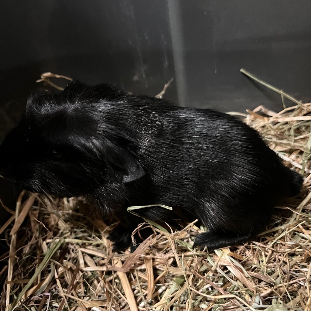 Barney's Barn Cavia engels gekruind Solid agouti 0030